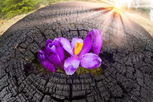 Die Kraft der Natur, Glasbild Zu verkaufen – Bild 5