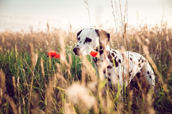 Neugieriger Hund im Feld, Glasbild Online – Bild 5