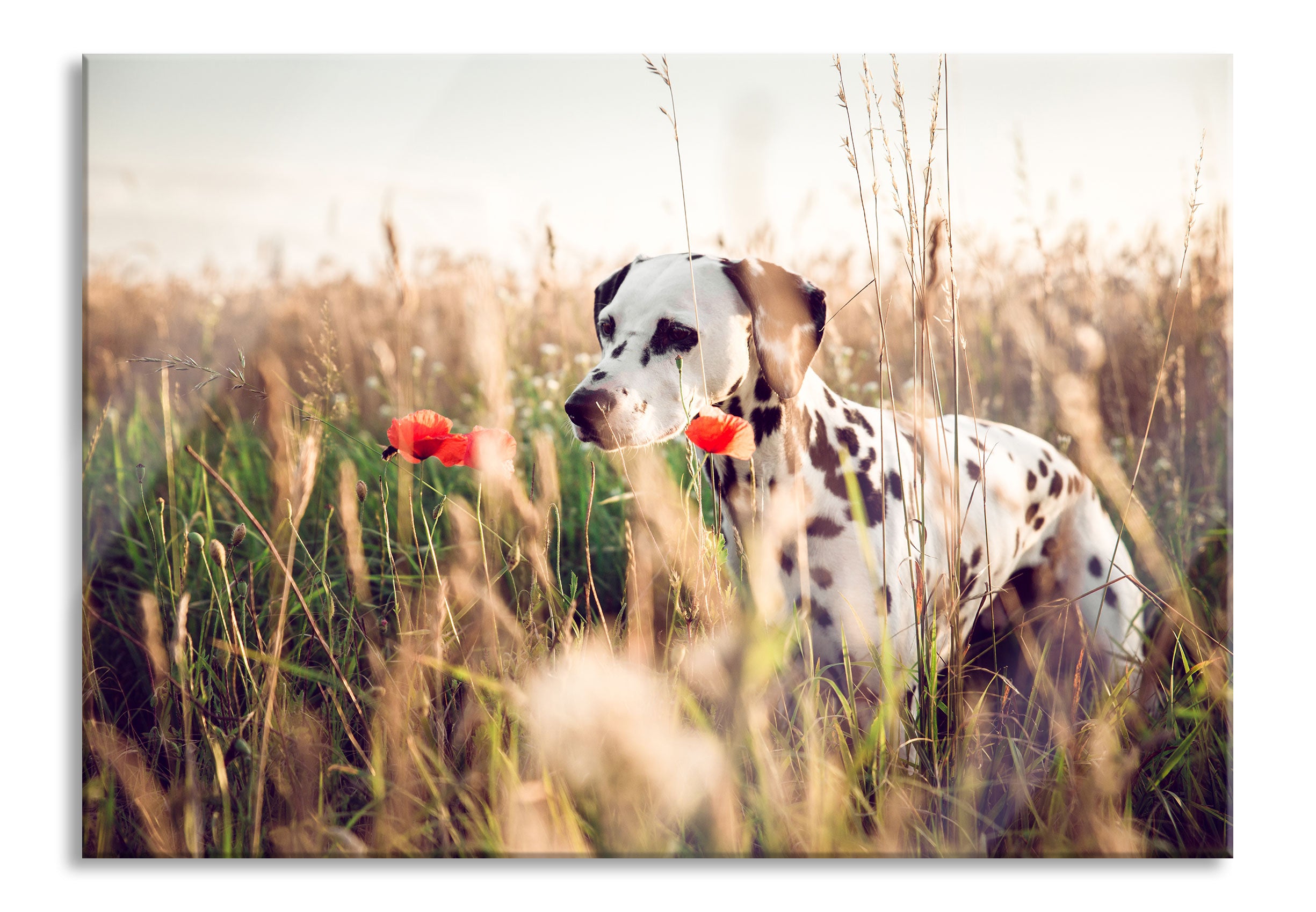 Neugieriger Hund im Feld, Glasbild Online