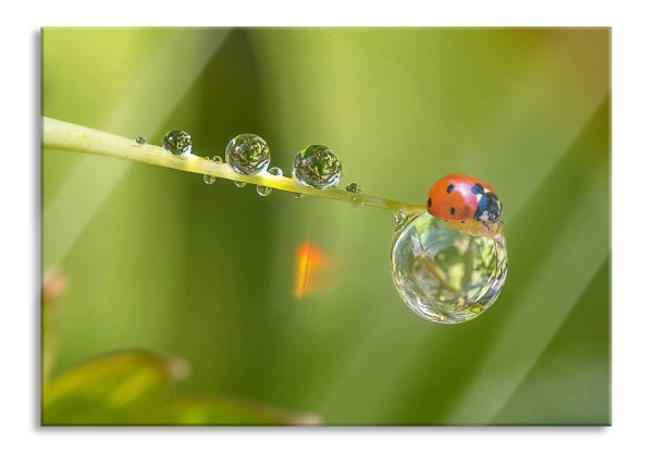 Marienkäfer Wassertropfen, Glasbild Angebot