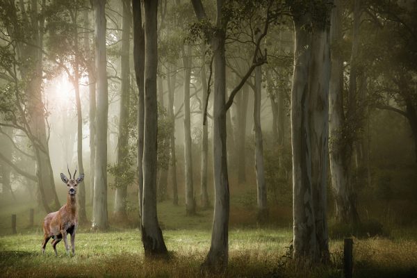 Hirsch im Wald, Glasbild Mode – Bild 5
