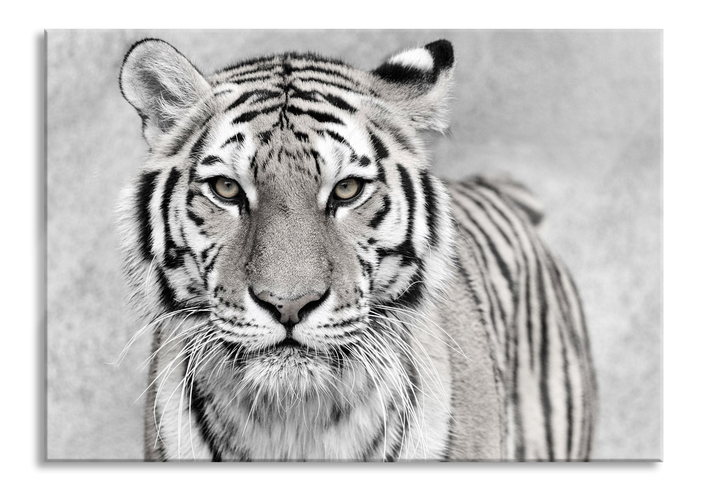 Anmutiger Tiger in, Glasbild Jetzt online