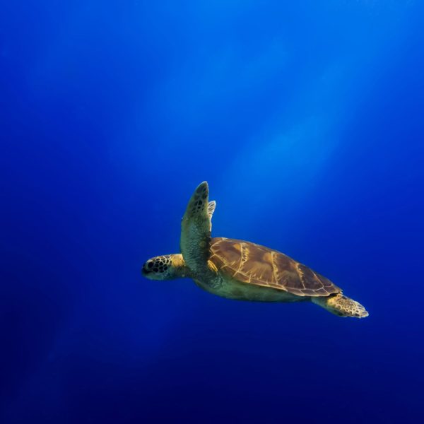 Alte Schildkröte im Meer, Glasbild Quadratisch Angebot – Bild 5