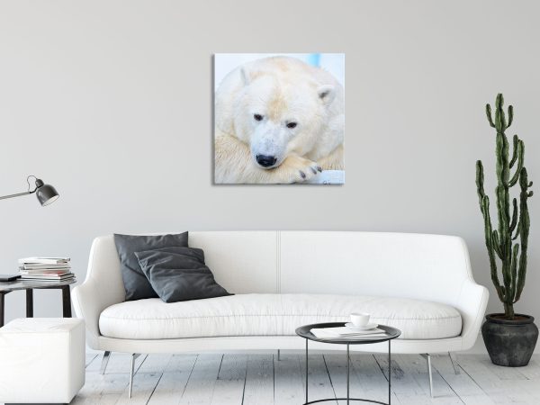 Nachdenklicher Eisbär, Glasbild Quadratisch Online – Bild 2