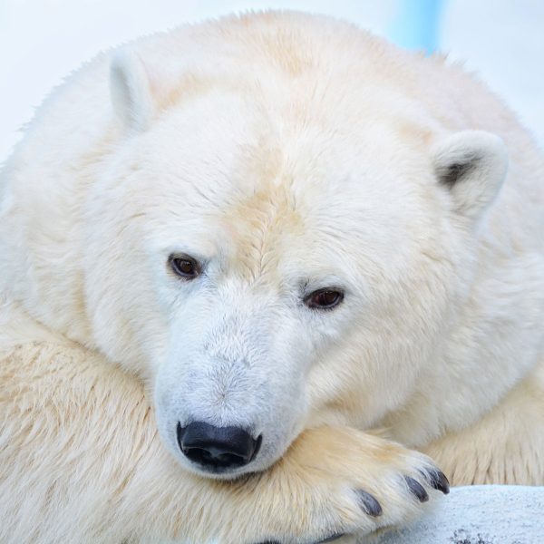 Nachdenklicher Eisbär, Glasbild Quadratisch Online – Bild 5
