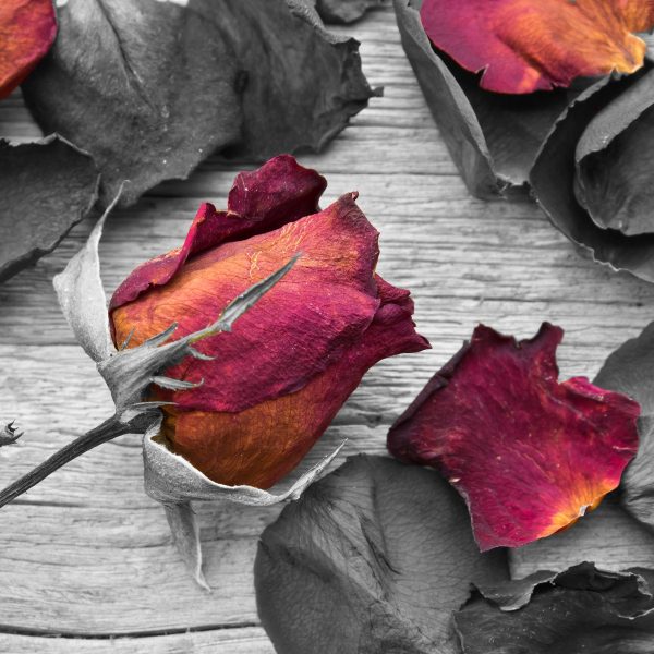 getrocknete Rosen auf Holztisch, Glasbild Quadratisch Online-Schn?ppchen – Bild 5