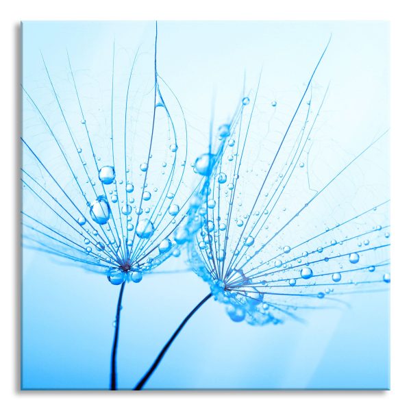 Pusteblumen mit Tautropfen, Glasbild Quadratisch Mode