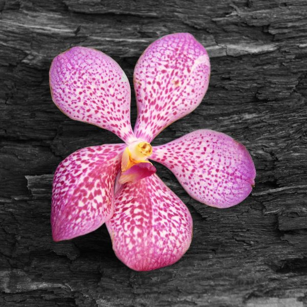 Orchideenblüte auf Rinde, Glasbild Quadratisch Zu verkaufen – Bild 5