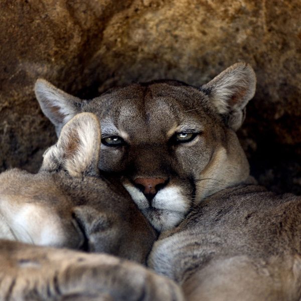 verschlafenes Puma Paar, Glasbild Quadratisch Online – Bild 5