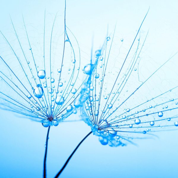 Pusteblumen mit Tautropfen, Glasbild Quadratisch Mode – Bild 5