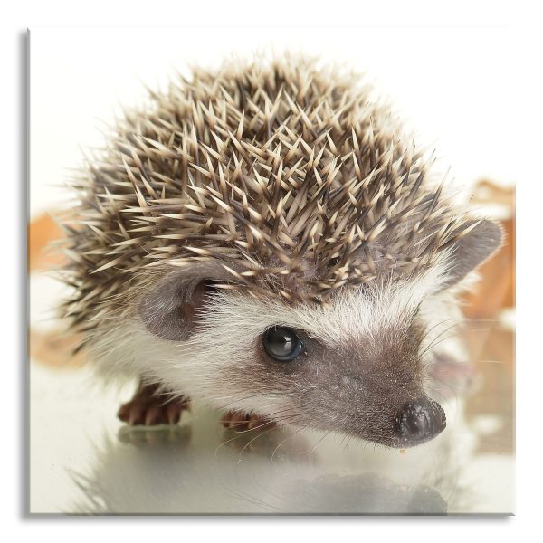 Süßer Igel, Glasbild Quadratisch Online-Schn?ppchen