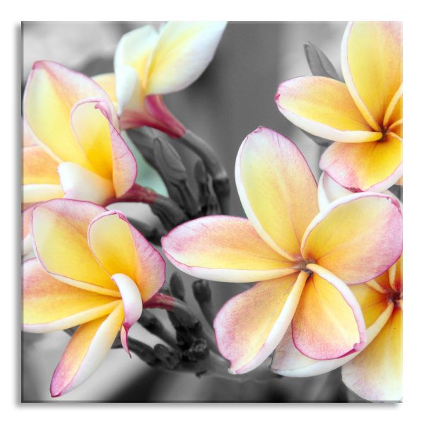 schöne Monoi Blüten, Glasbild Quadratisch Angebot