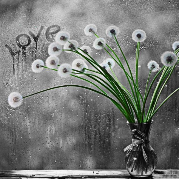 Pusteblumen bei Regen, Glasbild Quadratisch Zu verkaufen – Bild 5