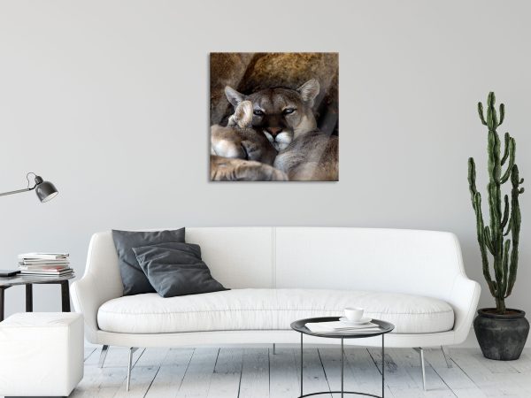 verschlafenes Puma Paar, Glasbild Quadratisch Online – Bild 2