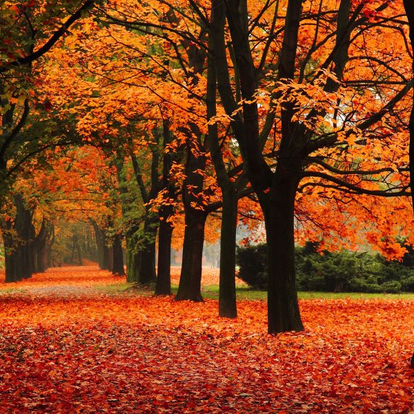 Baumallee im Herbst, Glasbild Quadratisch Mode – Bild 5