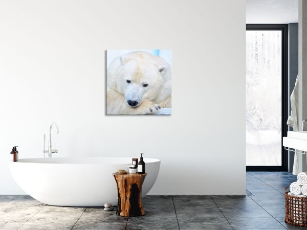 Nachdenklicher Eisbär, Glasbild Quadratisch Online – Bild 4
