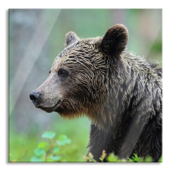Kleiner Bär, Glasbild Quadratisch Jetzt online