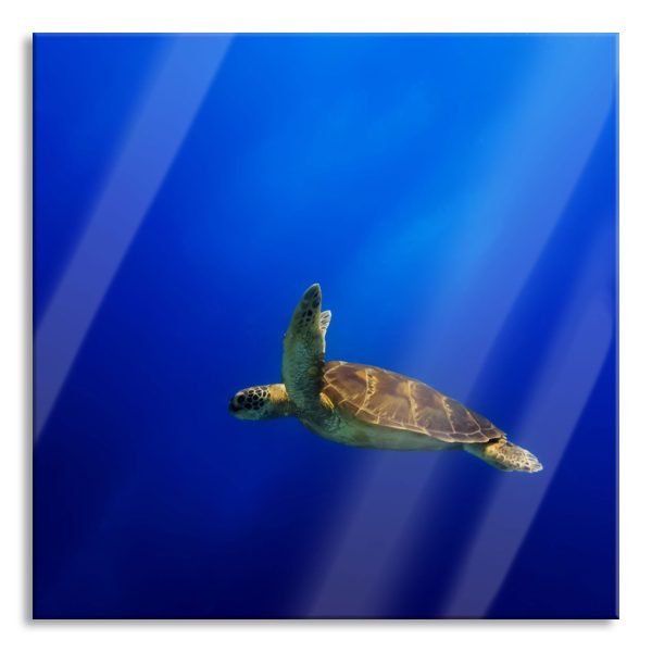 Alte Schildkröte im Meer, Glasbild Quadratisch Angebot