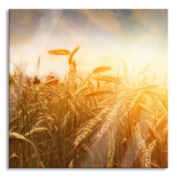 Getreide im Sonnenlicht, Glasbild Quadratisch Angebot
