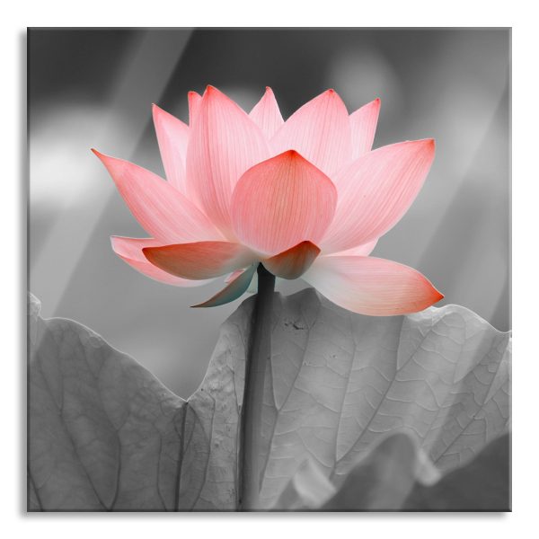 wunderschöner Lotus, Glasbild Quadratisch Online-Schn?ppchen