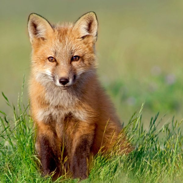 Kleiner Fuchs, Glasbild Quadratisch Jetzt online – Bild 5