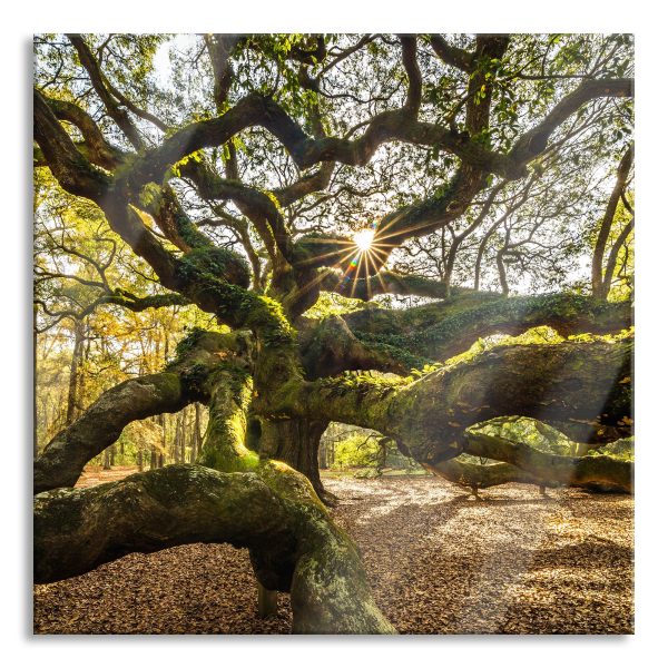 gigantisch verzweigter Baum, Glasbild Quadratisch Jetzt online