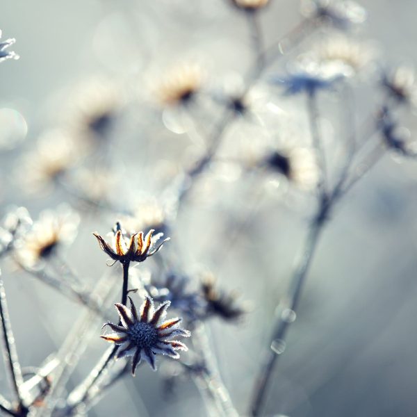 Pflanzen im Frost, Glasbild Quadratisch Jetzt online – Bild 5