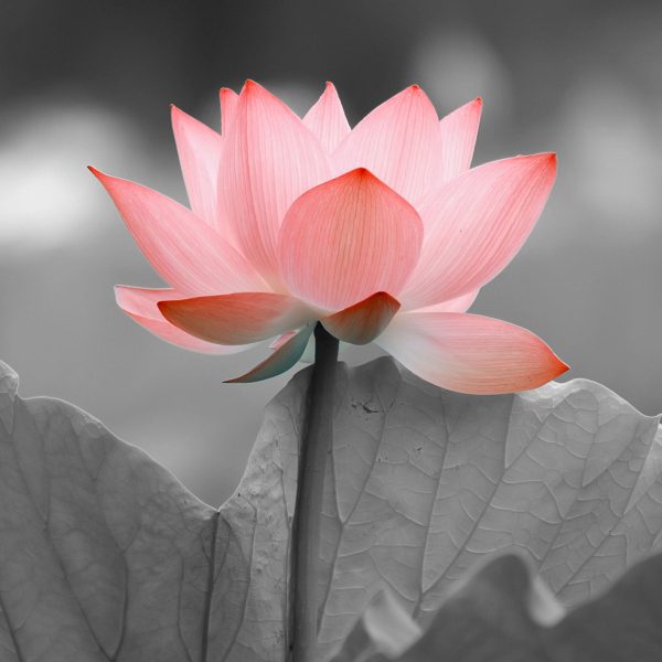 wunderschöner Lotus, Glasbild Quadratisch Online-Schn?ppchen – Bild 5