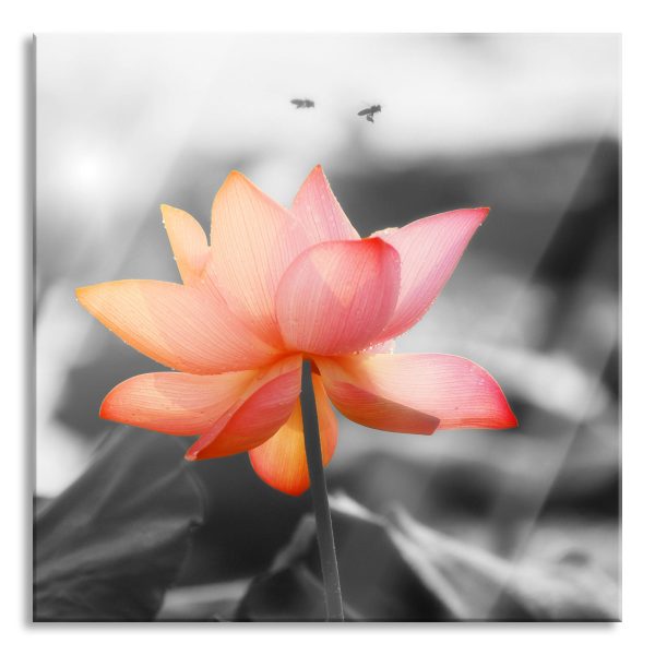 zarter Lotus, Glasbild Quadratisch Jetzt online