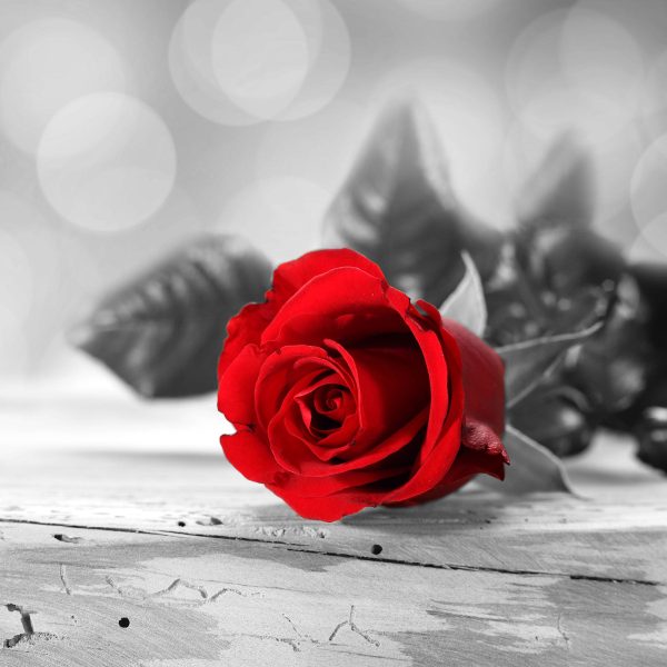Rose auf Holztisch, Glasbild Quadratisch Zu verkaufen – Bild 5