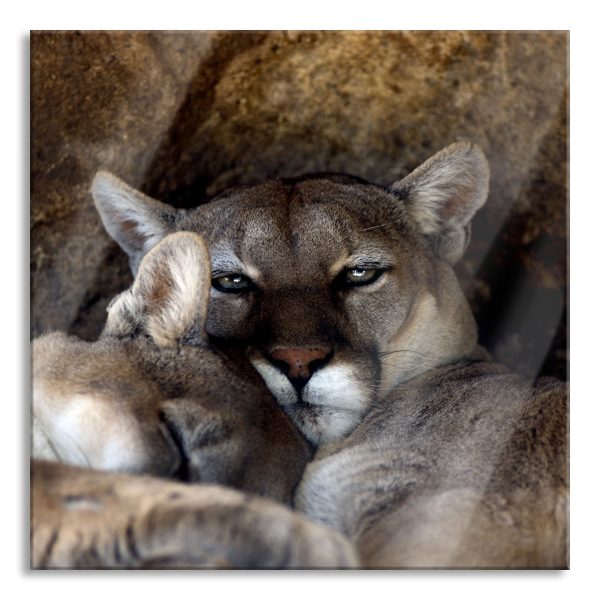 verschlafenes Puma Paar, Glasbild Quadratisch Online