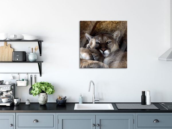 verschlafenes Puma Paar, Glasbild Quadratisch Online – Bild 3