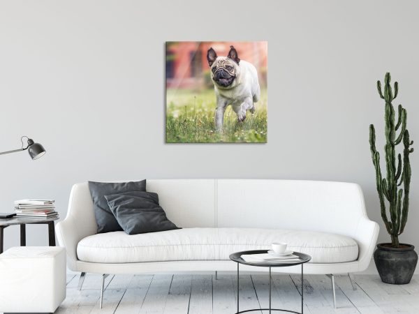 Rennender Mops, Glasbild Quadratisch Online-Verkauf – Bild 2