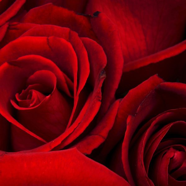 rote Rosen, Glasbild Quadratisch Schn?ppchen – Bild 5