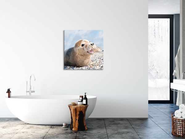 Süße Robbe auf Steinstrand, Glasbild Quadratisch Im Angebot – Bild 4