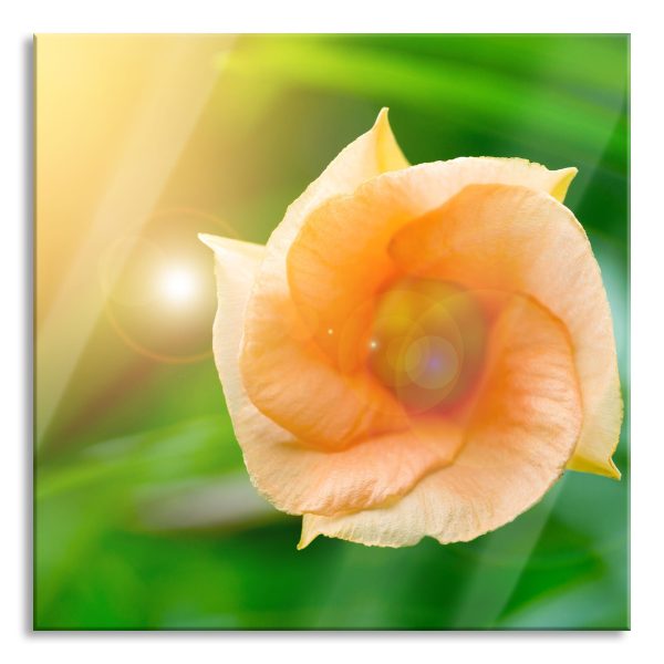 orange Blume im Sonnenlicht, Glasbild Quadratisch Verkauf