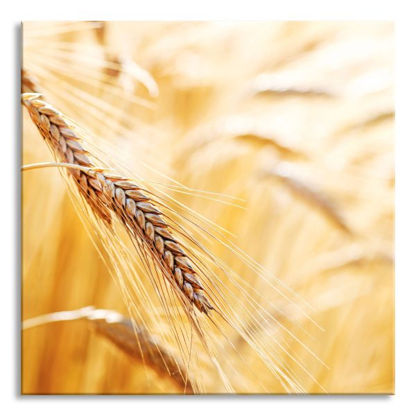 Weizen auf dem Feld, Glasbild Quadratisch Im Angebot