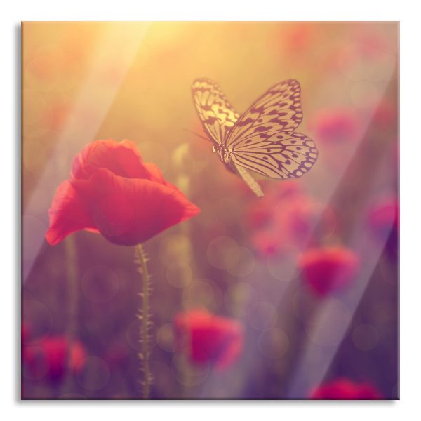 Mohn und Schmetterling, Glasbild Quadratisch Online-Verkauf