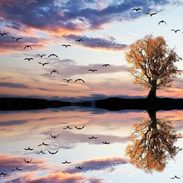 Baum spiegelt sich im Wasser, Glasbild Quadratisch Online-Schn?ppchen – Bild 5