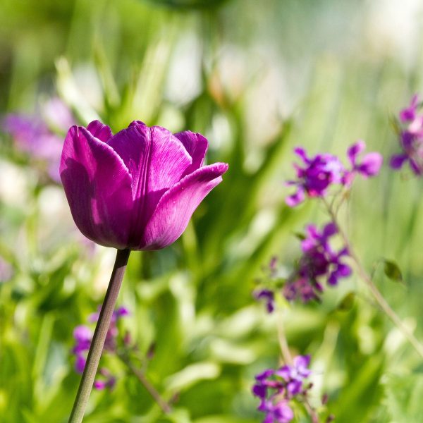 Blumen im Sonnenschein, Glasbild Quadratisch Rabatt – Bild 5