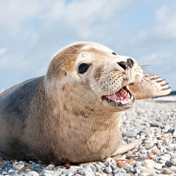 Süße Robbe auf Steinstrand, Glasbild Quadratisch Im Angebot – Bild 5
