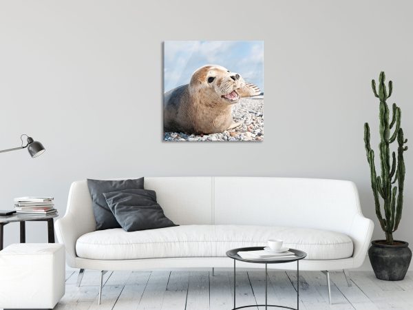 Süße Robbe auf Steinstrand, Glasbild Quadratisch Im Angebot – Bild 2