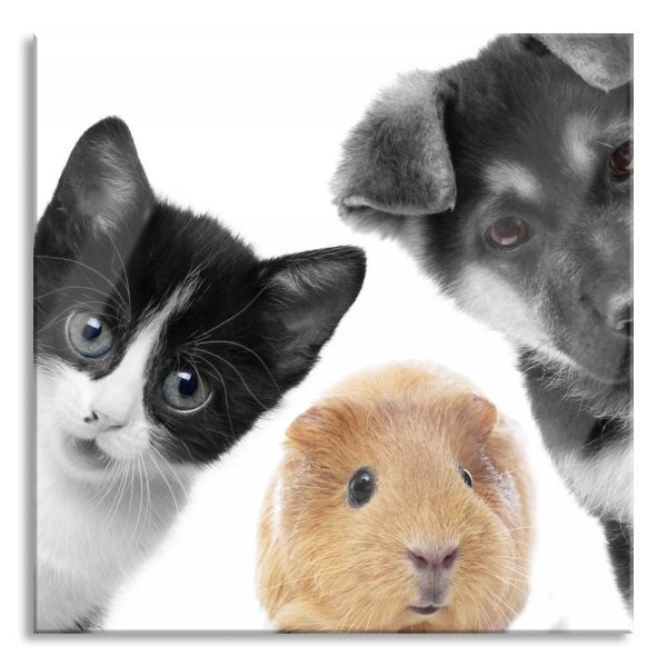 Trio Hund Katze Meerschweinchen, Glasbild Quadratisch Im Angebot