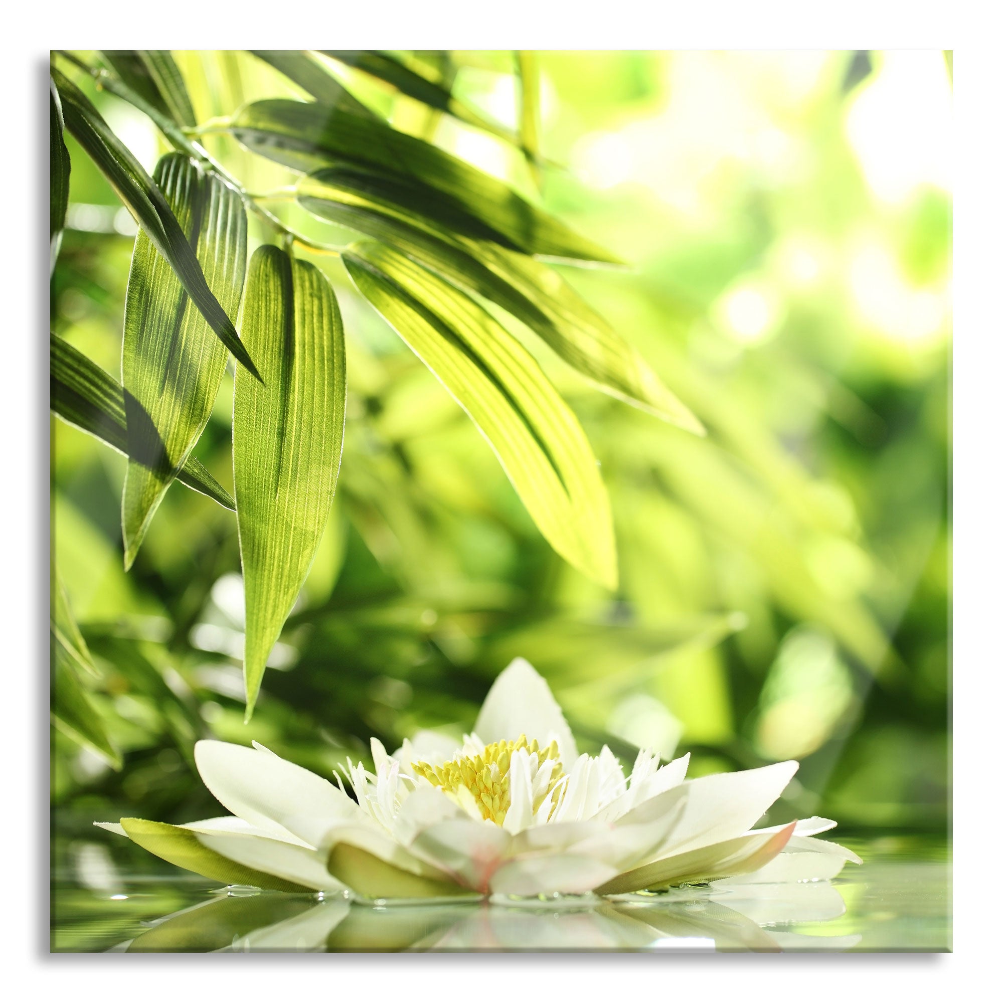 Weiße Seerose im Wasser Wellness, Glasbild Quadratisch Rabatt