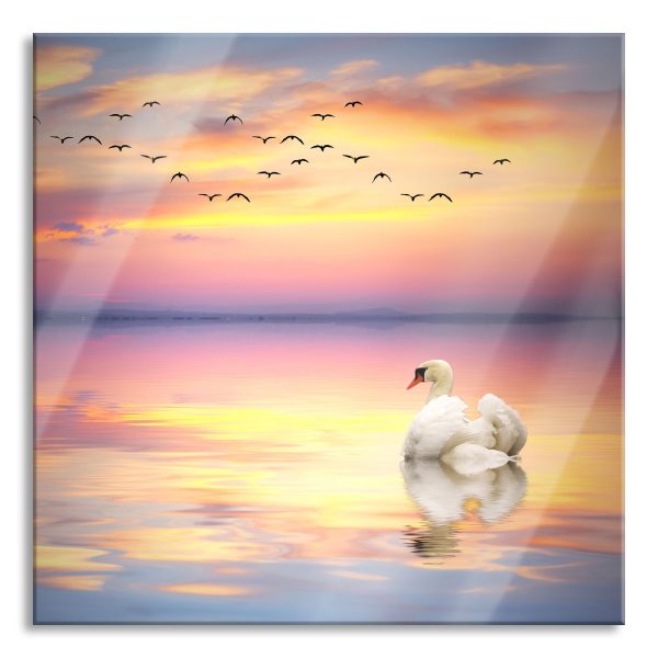 Schwan bei Sonnenuntergang, Glasbild Quadratisch Verkauf