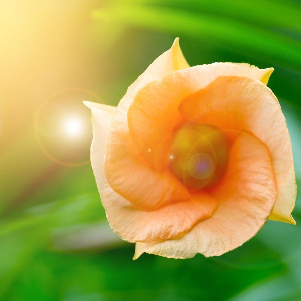 orange Blume im Sonnenlicht, Glasbild Quadratisch Verkauf – Bild 5