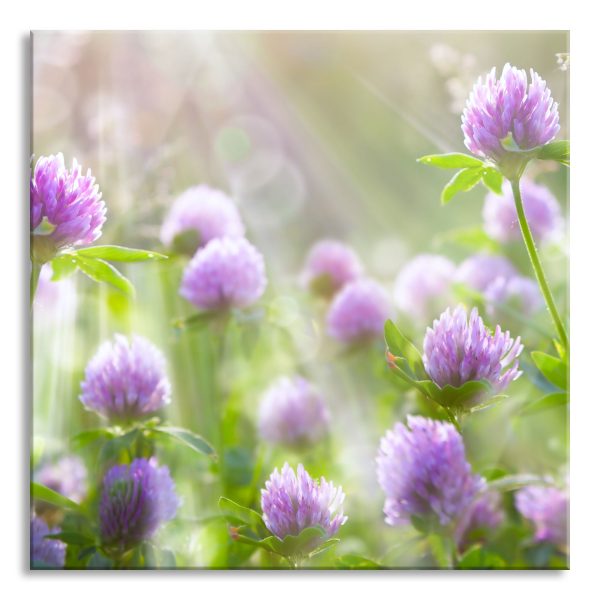 Kleeblüten im Sonnenschein, Glasbild Quadratisch Verkauf