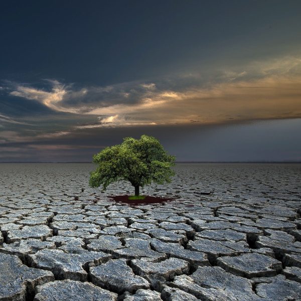 Der Baum im Boden, Glasbild Quadratisch Schn?ppchen – Bild 5