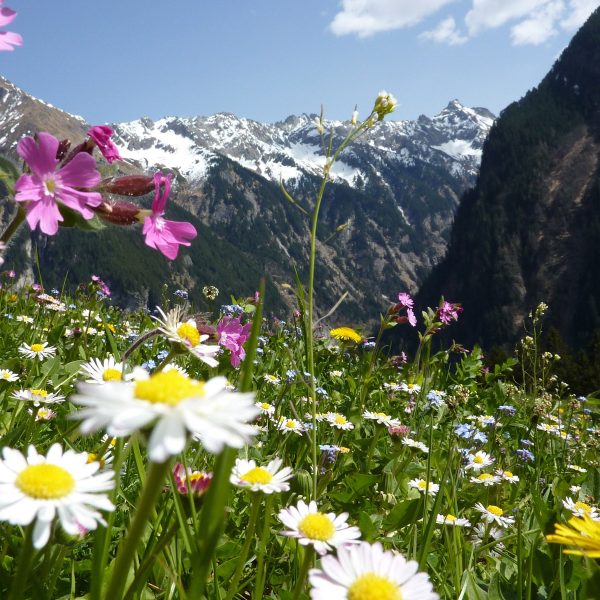 Wunderschöne Blumen Alpenwiese, Glasbild Quadratisch Online-Verkauf – Bild 5