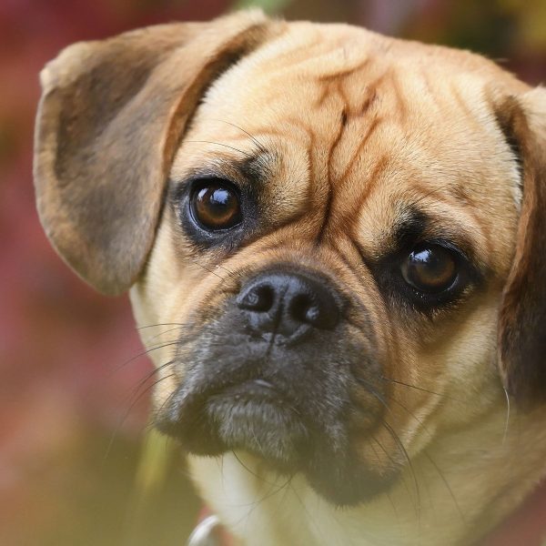 Mops Welpe, Glasbild Quadratisch Jetzt online – Bild 5